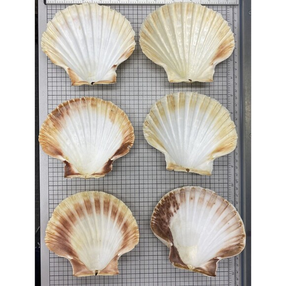 6 Large 5” White Scallop Natural Seashells Ocean Beach Decor - Picture 2 of 4